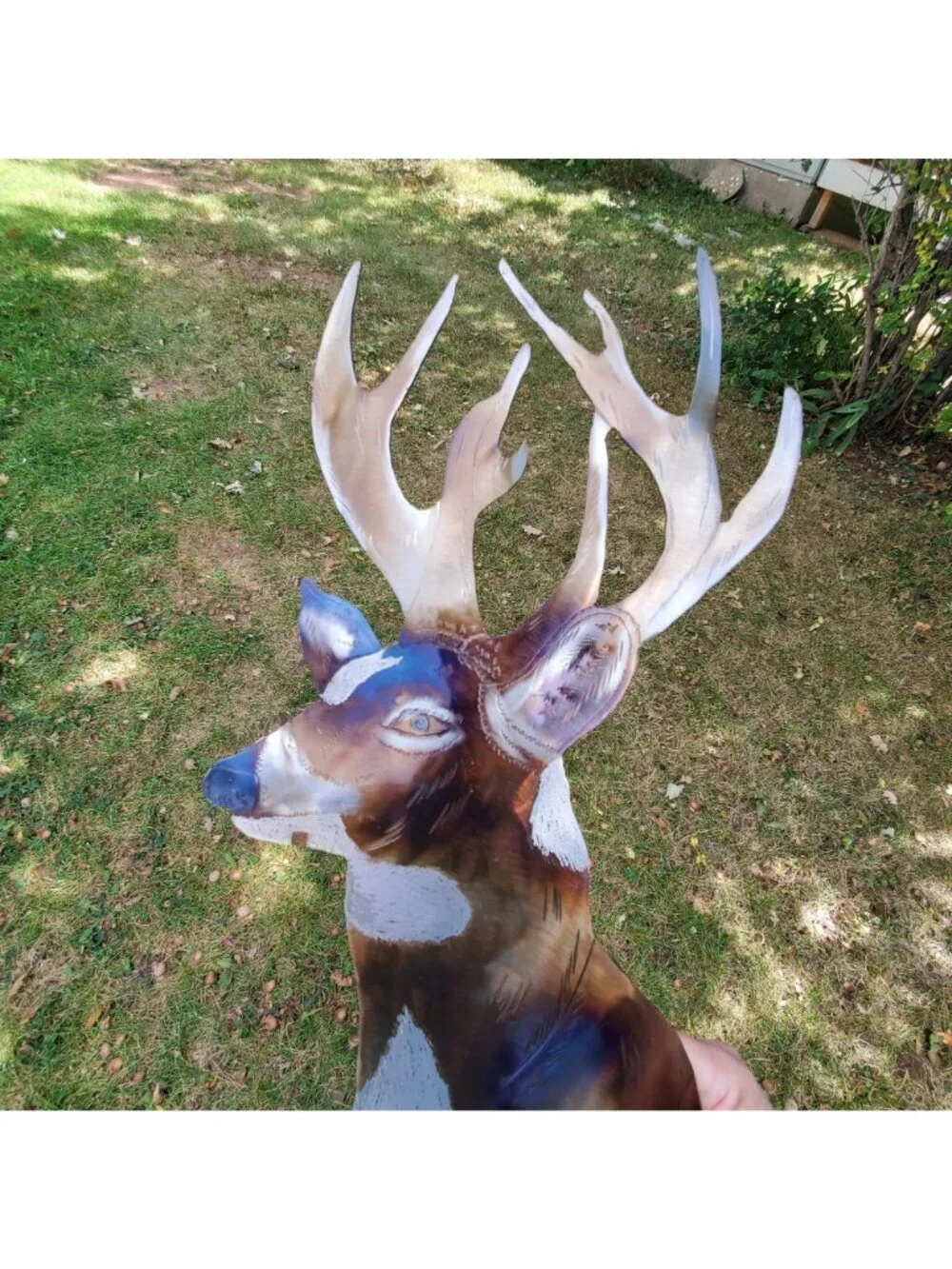 N/A white tailed